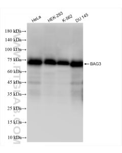 BAG3 Recombinant monoclonal antibody proteintech 83779-4-RR