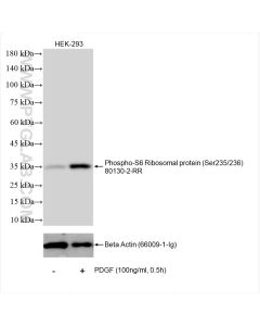 Phospho-S6 Ribosomal protein (Ser235/236) Recombinant monoclonal antibody proteintech 80130-2-RR
