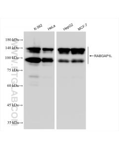 RABGAP1L Recombinant monoclonal antibody proteintech 83698-4-RR