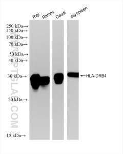 HLA-DRB4 Recombinant monoclonal antibody proteintech 83103-1-RR