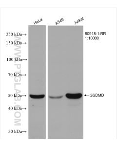 GSDMD Recombinant monoclonal antibody proteintech 80918-1-RR