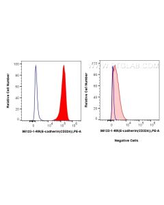 Anti-Human E-cadherin Rabbit Recombinant Antibody proteintech 98123-1-RR
