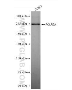 POLR2A Recombinant monoclonal antibody proteintech 84357-1-RR