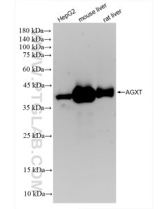 AGXT Recombinant monoclonal antibody proteintech 83385-6-RR