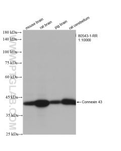 Connexin 43 Recombinant monoclonal antibody proteintech 80543-1-RR