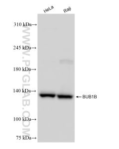 BUB1B Recombinant monoclonal antibody proteintech 83920-6-RR