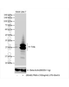 TNF-alpha Recombinant monoclonal antibody proteintech 80258-6-RR