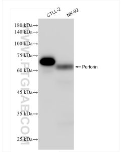 Perforin Recombinant monoclonal antibody proteintech 83977-1-RR