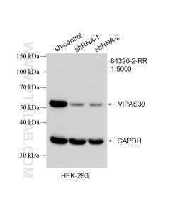 VIPAS39 Recombinant monoclonal antibody proteintech 84320-2-RR