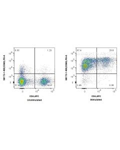 Anti-Human CD69 Rabbit Recombinant Antibody proteintech 98173-1-RR