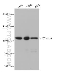 ZC3H11A Recombinant monoclonal antibody proteintech 82912-1-RR