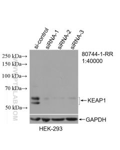 KEAP1 Recombinant monoclonal antibody proteintech 80744-1-RR