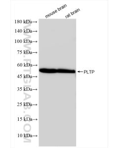 PLTP Recombinant monoclonal antibody proteintech 84592-1-RR