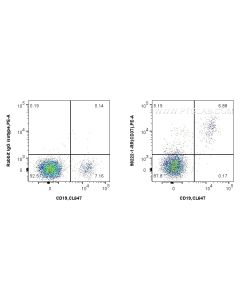 Anti-Human CD37 Rabbit Recombinant Antibody proteintech 98222-1-RR