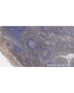 Anti-Human CD3 Mouse Recombinant Antibody proteintech 98319-2-MR