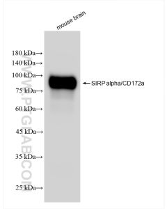 SIRP Alpha/CD172a Recombinant monoclonal antibody proteintech 84430-2-RR
