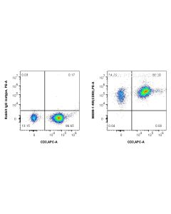 Anti-Human CD59 Rabbit Recombinant Antibody proteintech 98099-1-RR