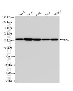 HDAC1 Recombinant monoclonal antibody proteintech 83624-1-RR
