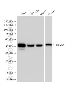 RBMS1 Recombinant monoclonal antibody proteintech 83623-5-RR