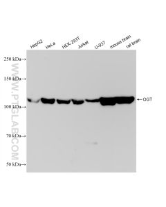 OGT Recombinant monoclonal antibody proteintech 83113-1-RR