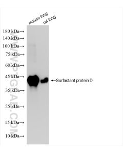 Surfactant protein D Recombinant monoclonal antibody proteintech 85985-1-RR
