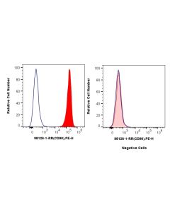 Anti-Human CD90 Rabbit Recombinant Antibody proteintech 98126-1-RR