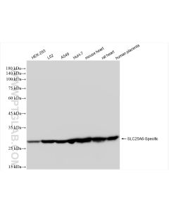 SLC25A6-Specific Recombinant monoclonal antibody proteintech 85368-1-RR