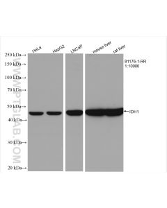 IDH1 Recombinant monoclonal antibody proteintech 81176-1-RR