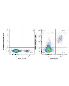 Anti-Human CD74 Rabbit Recombinant Antibody proteintech 98478-2-RR