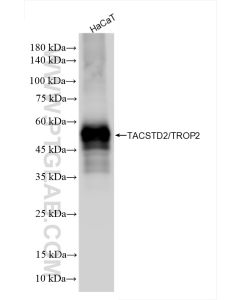 TACSTD2/TROP2 Recombinant monoclonal antibody proteintech 86155-1-RR
