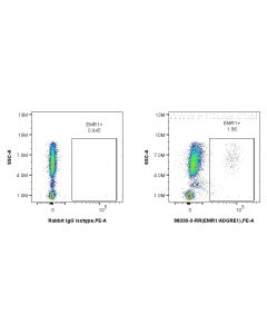 Anti-Human EMR1 Rabbit Recombinant Antibody proteintech 98330-3-RR