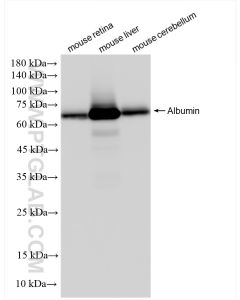 Albumin Recombinant monoclonal antibody proteintech 83289-4-RR