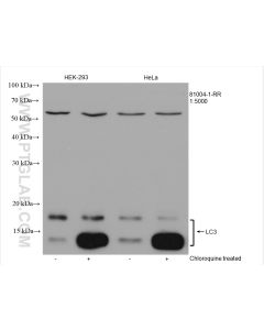LC3B Recombinant monoclonal antibody proteintech 81004-1-RR