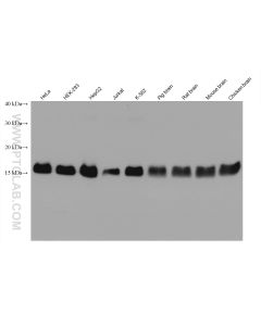 TOM20 Recombinant monoclonal antibody proteintech 80501-1-RR