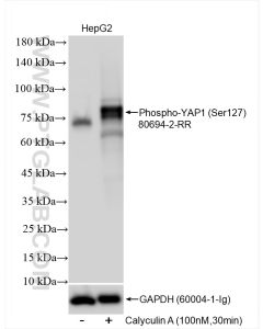 Phospho-YAP1 (Ser127) Recombinant monoclonal antibody proteintech 80694-2-RR