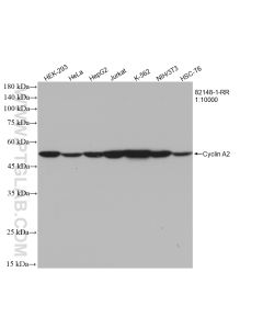 Cyclin A2 Recombinant monoclonal antibody proteintech 82148-1-RR