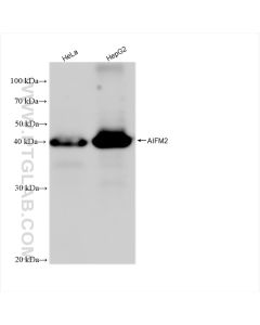 AIFM2/ FSP1 Recombinant monoclonal antibody proteintech 82974-1-RR