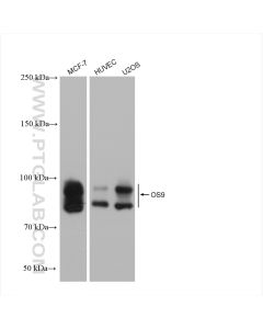 OS9 Recombinant monoclonal antibody proteintech 82932-1-RR