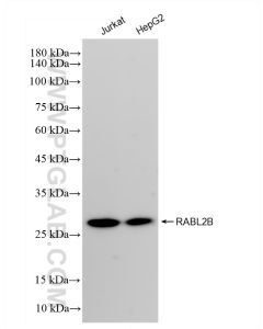 RABL2B Recombinant monoclonal antibody proteintech 83470-3-RR