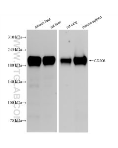 CD206 Recombinant monoclonal antibody proteintech 83485-1-RR