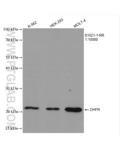 DHFR Recombinant monoclonal antibody proteintech 81021-1-RR
