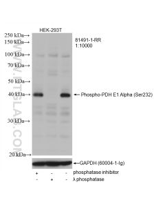 Phospho-PDH E1 Alpha (Ser232) Recombinant monoclonal antibody proteintech 81491-1-RR