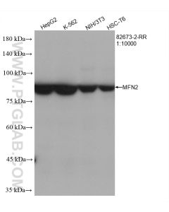 MFN2 Recombinant monoclonal antibody proteintech 82673-2-RR