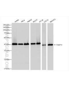 THAP11 Recombinant monoclonal antibody proteintech 84373-6-RR