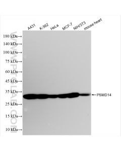 PSMD14/POH1 Recombinant monoclonal antibody proteintech 84767-3-RR