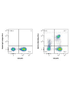 Anti-Human CD8a Rabbit Recombinant Antibody proteintech 98470-2-RR
