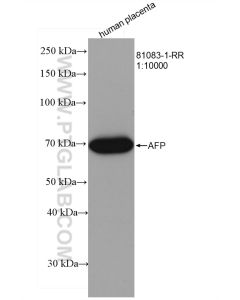 AFP Recombinant monoclonal antibody proteintech 81083-1-RR