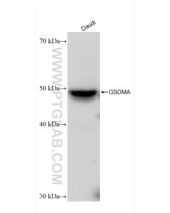 GSDMA Recombinant monoclonal antibody proteintech 82920-2-RR