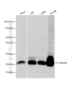 IMUP Recombinant monoclonal antibody proteintech 84148-7-RR