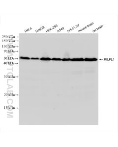 RILPL1 Recombinant monoclonal antibody proteintech 83220-6-RR